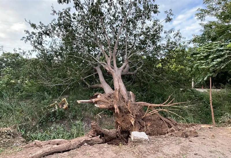 Imagen de las afectaciones materiales provocadas por el frente frío en Juchitán, donde la masa de aire polar genera un ambiente gélido.