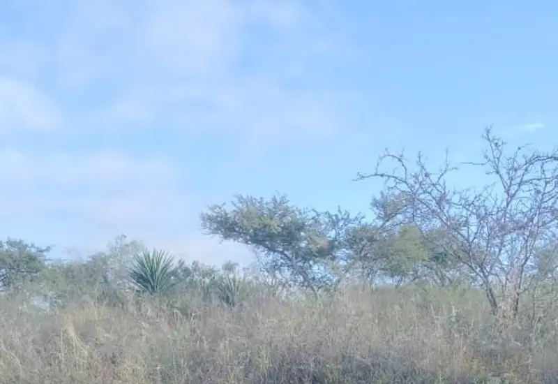 Escena del crimen en Miahuatlán de Porfirio Díaz, donde un hombre fue localizado sin vida con varios impactos de arma de fuego.