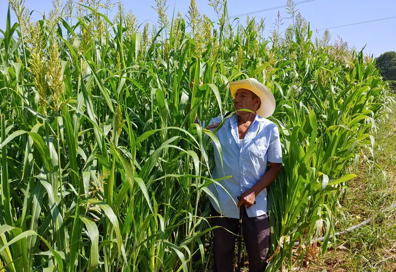Visualización del presupuesto para Oaxaca que asciende a 108,916 mdp, destinado al incremento de la inversión en programas sociales en el estado.