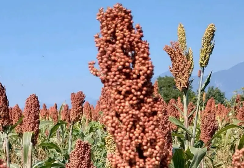 Productores de sorgo en Lieza enfrentan altos costos de cosecha que superan los 7 mil pesos por hectárea, agravando la crisis por bajos precios.