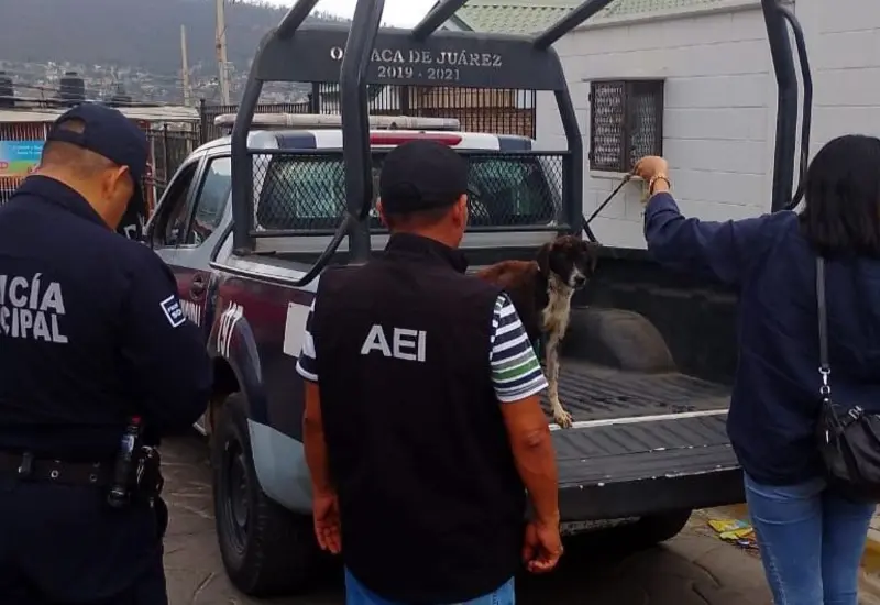 Un perro víctima de maltrato es auxiliado durante su rescate en una vivienda del fraccionamiento Montoya.