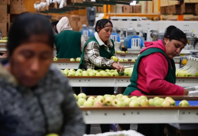 Uso de tecnología avanzada para recolectar datos cuantificables y modernizar la industria de la manzana en el estado de Chihuahua.