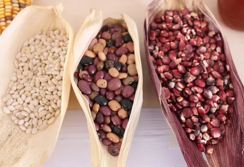 La comunidad de Unión Zapata celebra la riqueza del maíz nativo, un pilar de la agrobiodiversidad que hace de Oaxaca un epicentro nacional.