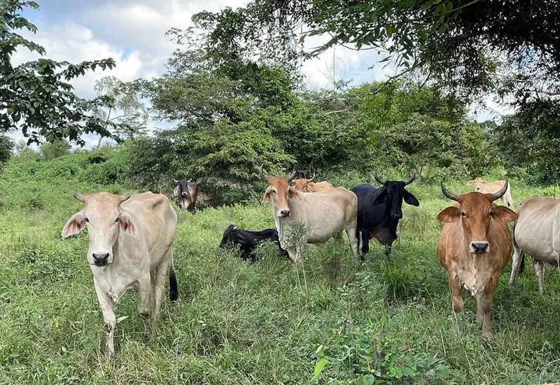Un grupo de médicos veterinarios se encuentra en un rancho del Istmo aplicando tratamientos al ganado para combatir el gusano barrenador.