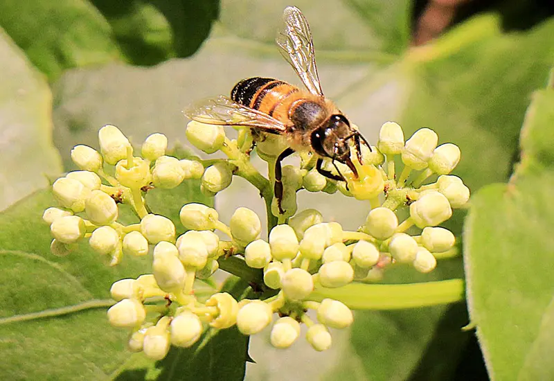 Abejas atacaron a una persona en el Fraccionamiento Santo Domingo.
