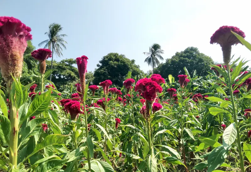  Listos, los campos de flores.