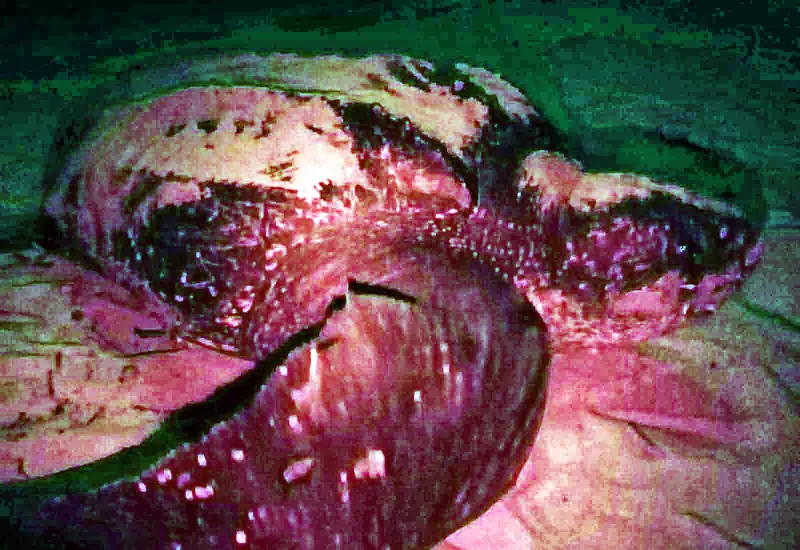 La tortuga laúd anida en el Santuario de octubre a marzo.