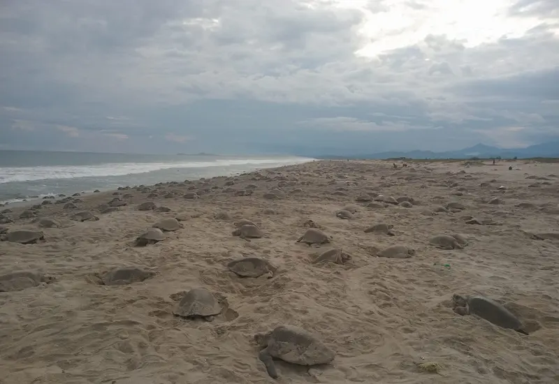 En la temporada actual se han contabilizado 369, 715 tortugas.