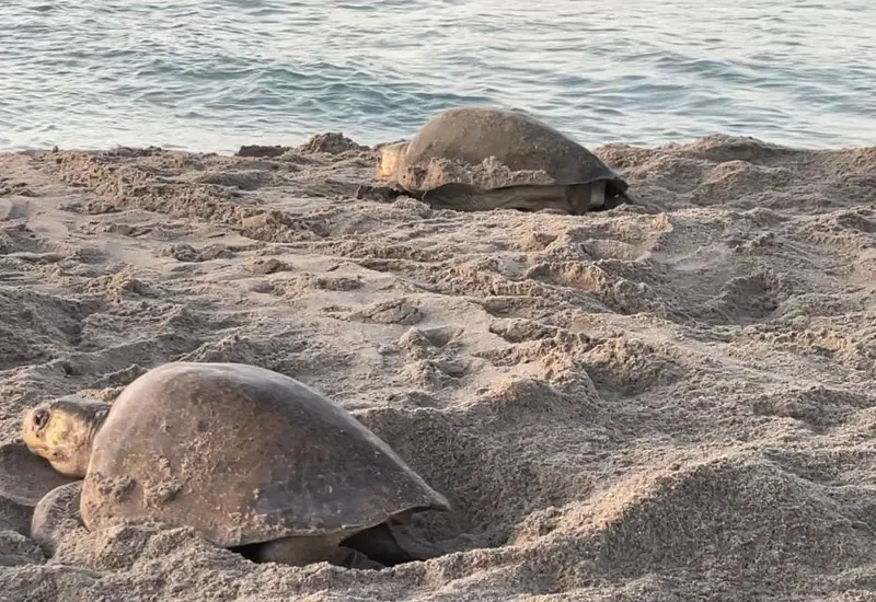  PROFEPA mantiene operativos diurnos y nocturnos, en coordinación con la secretaría de Marina Armada de México, para proteger los nidos y evitar el saqueo de los huevos de tortuga.