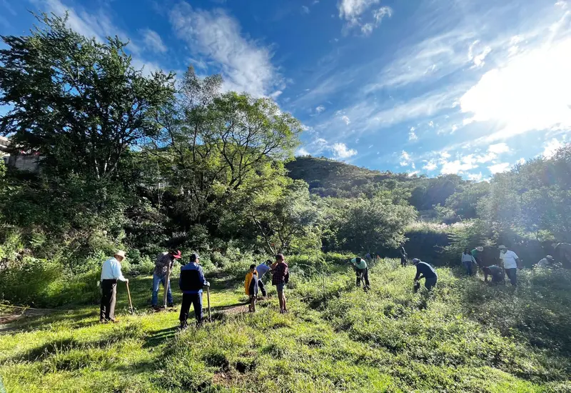 Las plantas que se colocarán en la reforestación son endémicas.