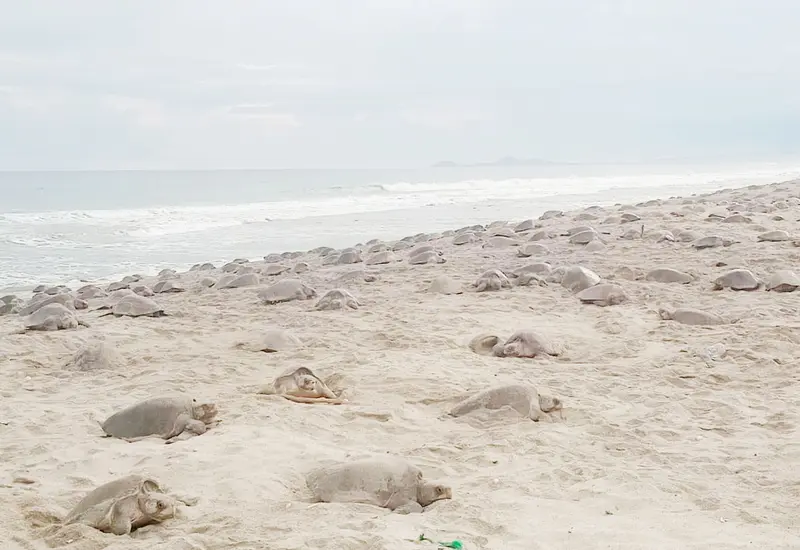 cada tortuga deposita en promedio 100 huevos y en consecuencia, se estima una producción cercana a 20 millones de huevos. ## Foto: Octavio Vélez