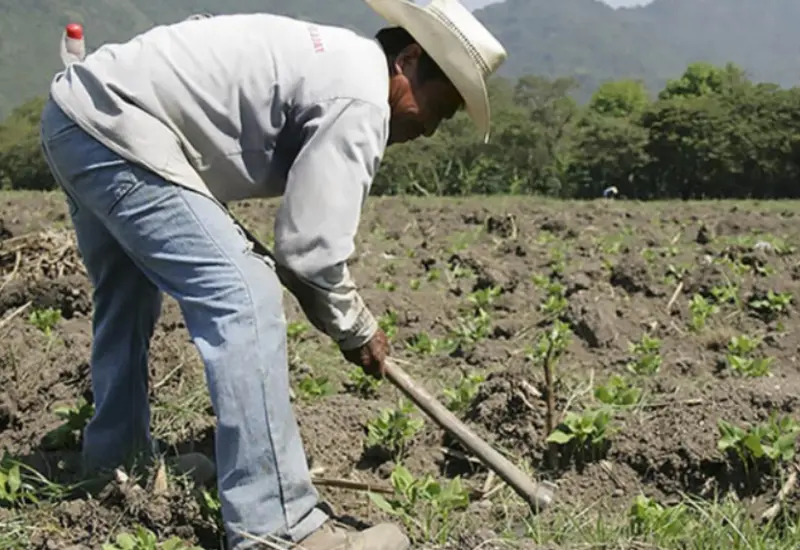 Los agricultores enfrentan altos costos operativos.