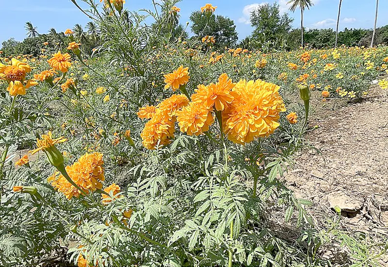 Campos del Istmo de Tehuantepec llenos de la colorida flor de cempasúchil criollo, cultivada por familias para la celebración del Xandú.