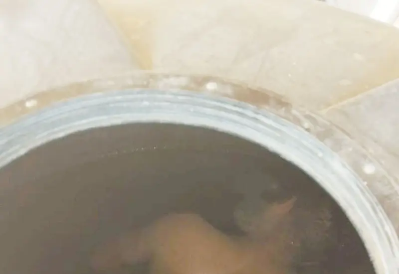 El cuerpo sin vida de un hombre fue localizado por las autoridades al interior de un tinaco de agua donde presuntamente fue escondido.