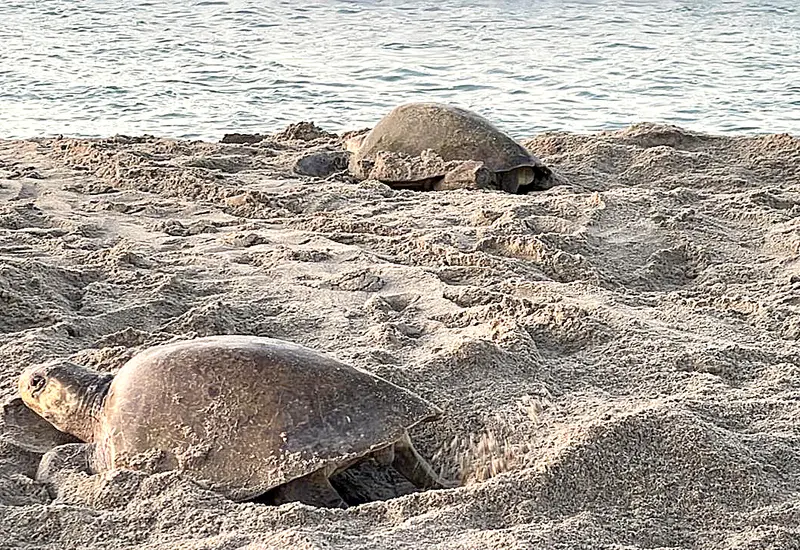 Miles de tortugas golfinas cubren la playa de Morro Ayuta durante la sexta arribada de la temporada para desovar en el santuario oaxaqueño.