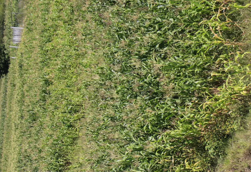 Cada oaxaqueño consume 192 kg de maíz al año. 