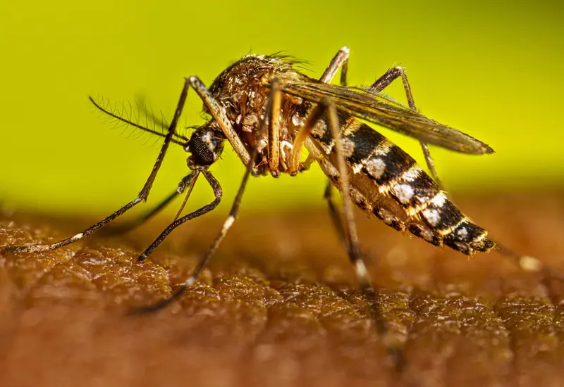 dengue_reportes
