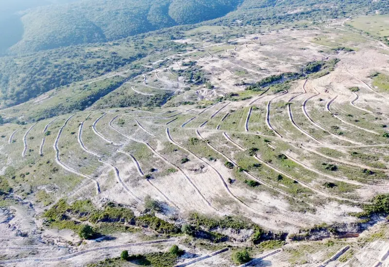Se reforestaron de 700 hectáreas en Río Blanco, Río Poblano y Cerrito Colorado. 