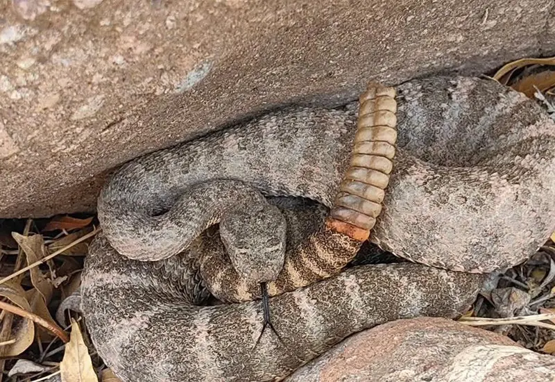comunicado_imss_bebe_serpiente
