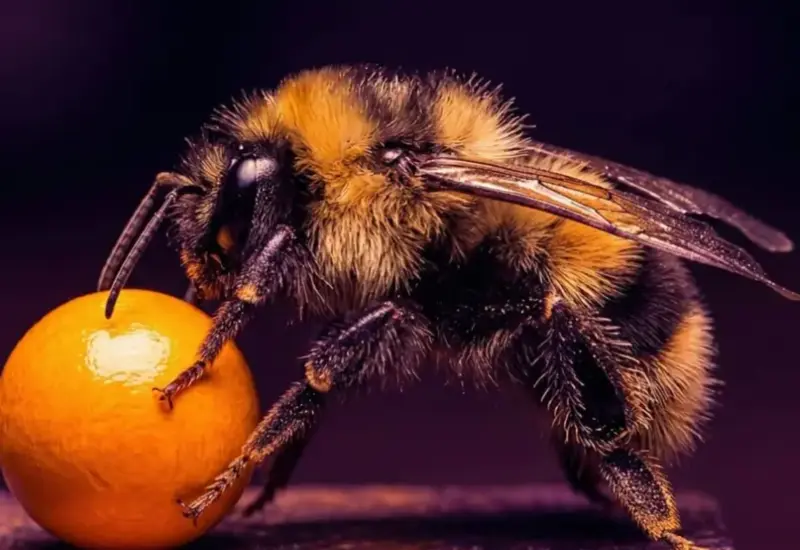 Los insectos demostraron formas básicas de metacognición.