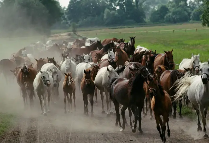 Los animales mostraron más estrés al oler sudor asociado al miedo.