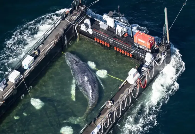 Ballena varada inicia viaje épico hacia el mar del Norte.