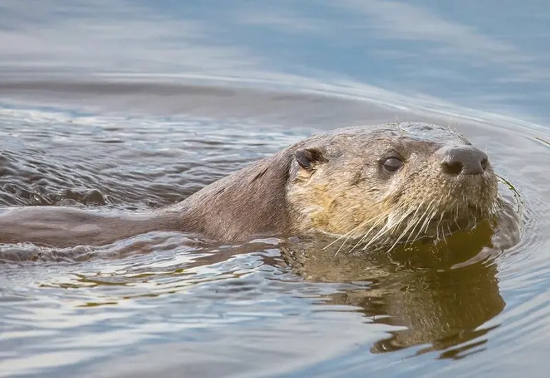 La especie está catalogada como amenazada por norma oficial.