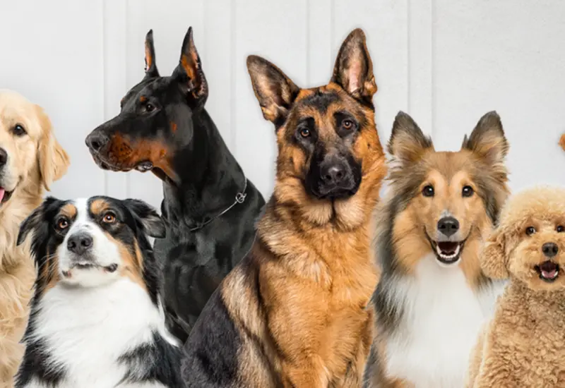 Evidencia sitúa la presencia de perros en Europa hace más de 15,800 años.