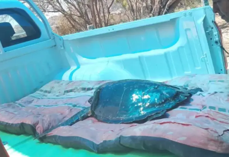  Conanp y especialistas devuelven la vida al océano con rescate exitoso.