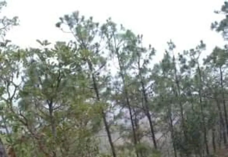 Las condiciones secas elevan el riesgo de incendios forestales.