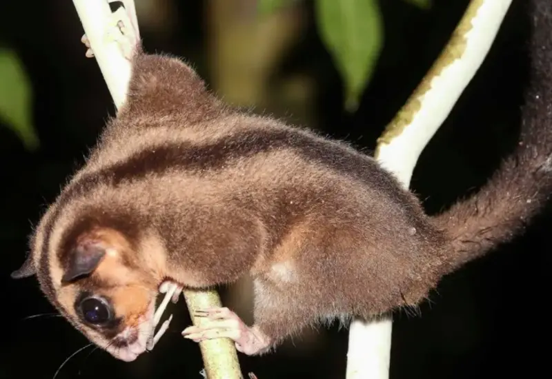 Los animales sobrevivieron en ecosistemas aislados y poco explorados.