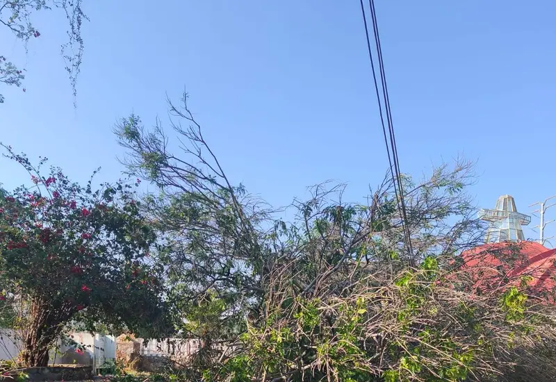 Un árbol cayó sobre el área de juegos.
