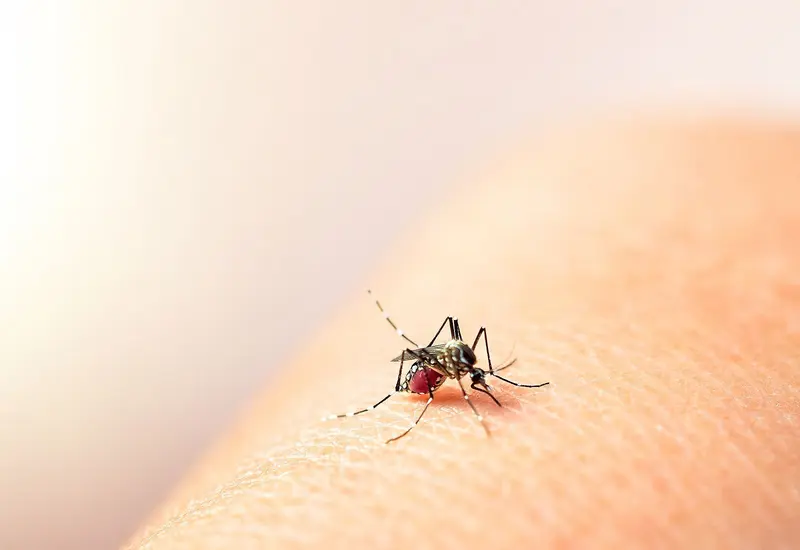 Niño de 6 años muere por dengue grave en el Istmo de Tehuantepec.