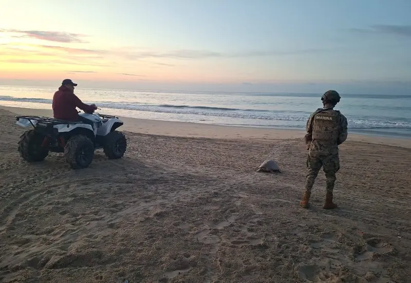 Miles de tortugas marinas cubren la arena de Playa Escobilla durante la arribazón histórica de más de 76 mil especímenes.