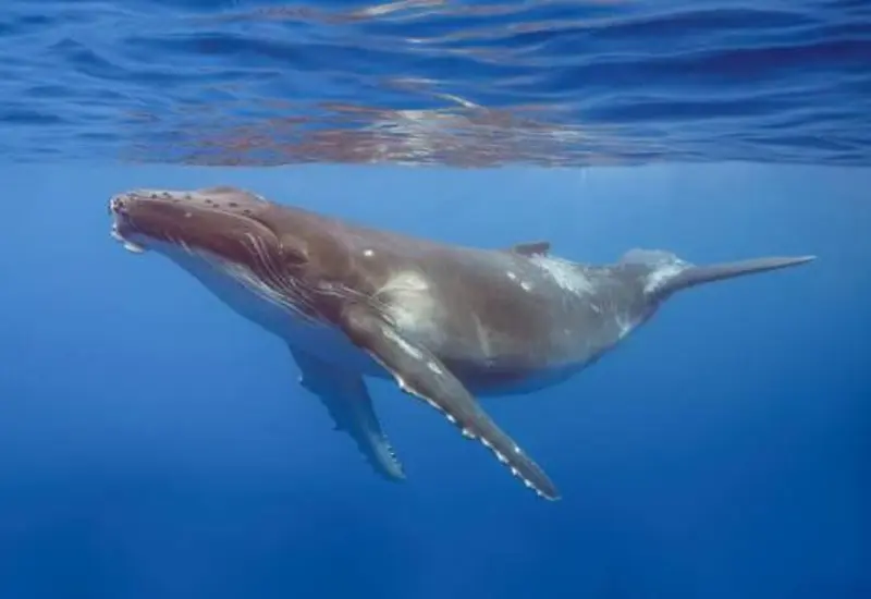Una impresionante ballena jorobada salta fuera del agua en el océano Pacífico, durante la temporada de avistamiento en las costas de Oaxaca.