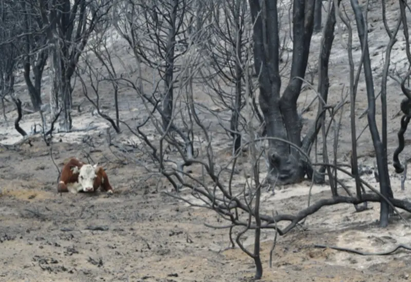 Imagen del devastador incendio forestal en el Parque Nacional Los Alerces, uno de los focos más graves que arrasan la Patagonia argentina.
