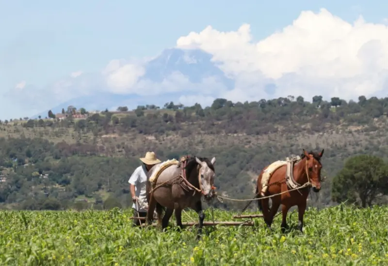 Productores de granos básicos reciben incentivos económicos como parte de un programa de apoyo gubernamental que ha dispersado más de 194 millones de pesos.