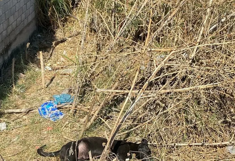 Una mascota recibe la vacuna contra la rabia, una enfermedad viral que ataca el sistema nervioso y cuya prevención salva vidas.
