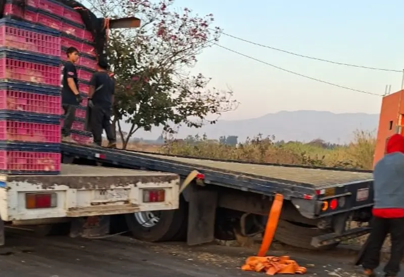 Transportaba pollos.