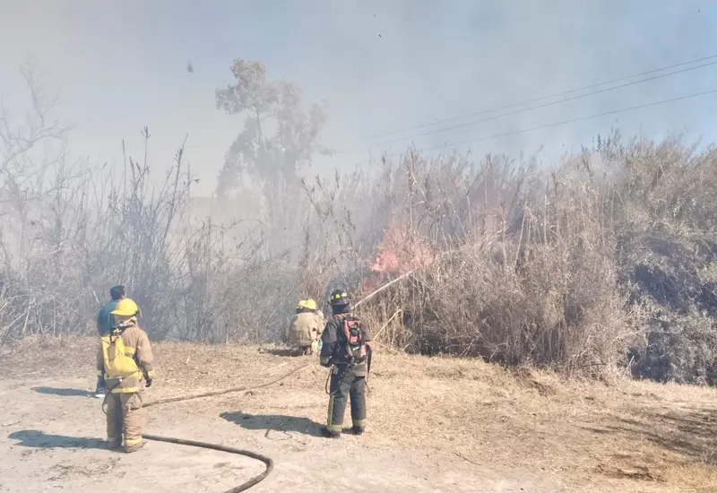 Varias especies de animales y aves yacen en el suelo, víctimas del devastador incendio forestal que ocurrió en Tlacolula.