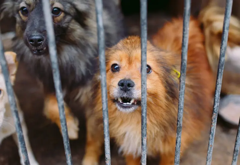 Legislatura da golpe al maltrato animal con reforma histórica.