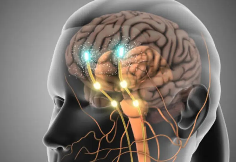 Ilustración conceptual del cerebro humano mostrando cómo la memoria integra la experiencia pasada para realizar predicciones sobre el futuro, según hallazgos científicos.