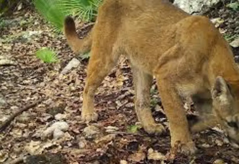 Un felino salvaje merodea por los Valles Centrales de Oaxaca, una de las especies desplazadas por los incendios forestales que afectan la región.