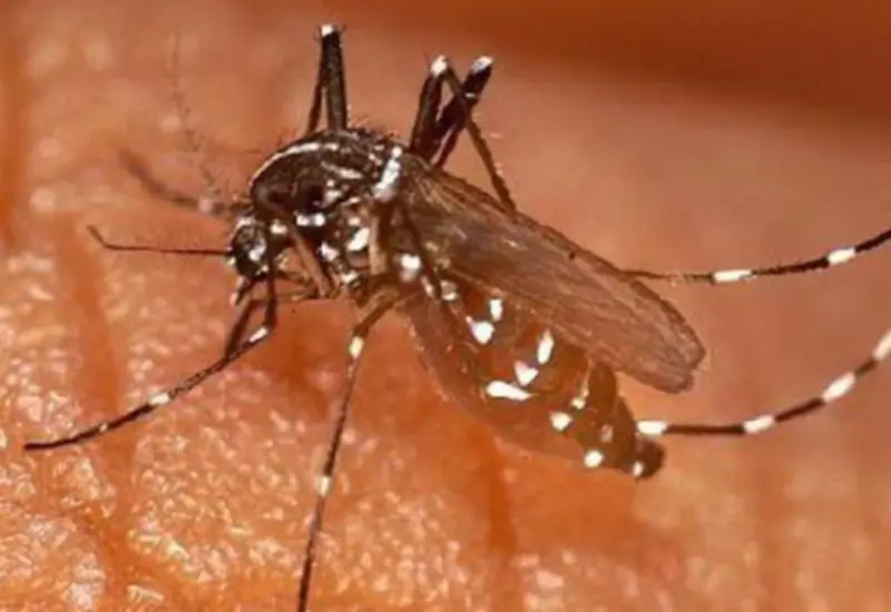 Ilustración del mosquito Aedes aegypti, transmisor del dengue, posado sobre un recipiente con agua limpia, un criadero común que el IMSS Oaxaca pide eliminar.