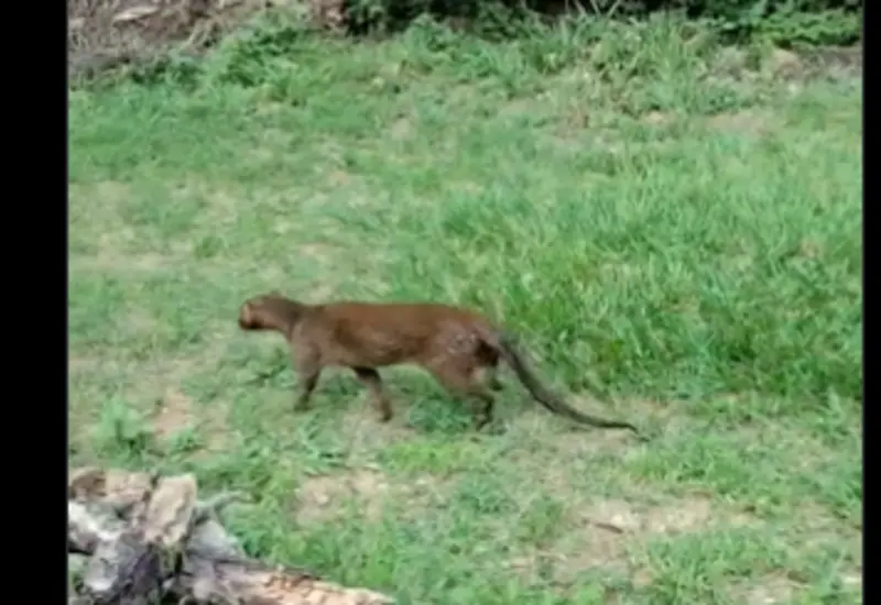  El felino más esquivo de Oaxaca regresa a su hábitat tras exitoso rescate. Foto: Profepa