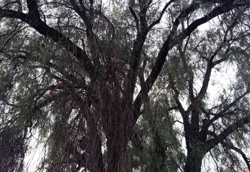 En el patio de la casa de mi abuela, hay un árbol con más de cincuenta años de antigüedad que ha sido testigo del pasar del tiempo.