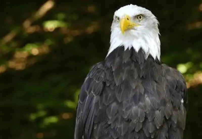Un águila calva, especie icónica de Estados Unidos, que se ve afectada por la eliminación de la protección a hábitats de animales en riesgo.