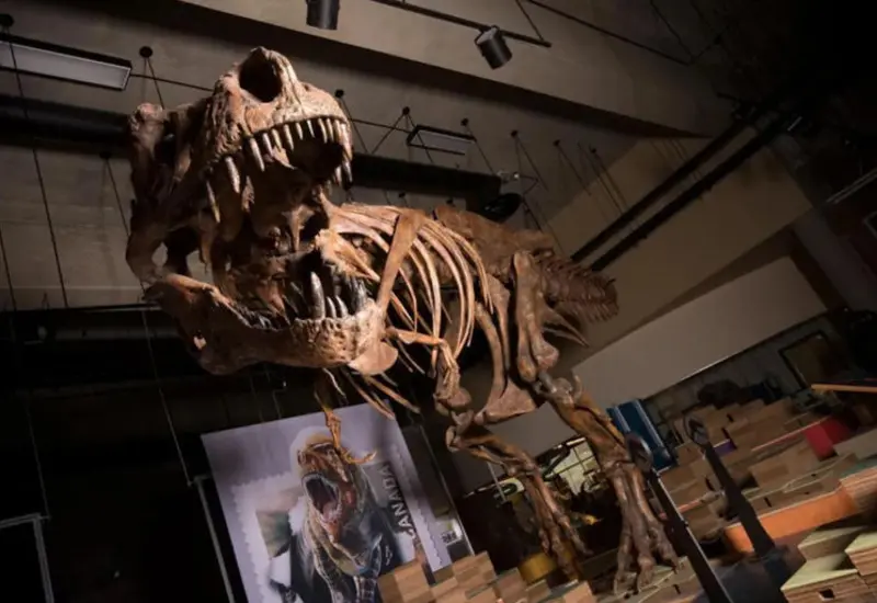 Una costilla fosilizada del Tiranosaurio rex Scotty que muestra claras señales de reparación ósea, lo que revela su capacidad de sobrevivir a heridas graves.