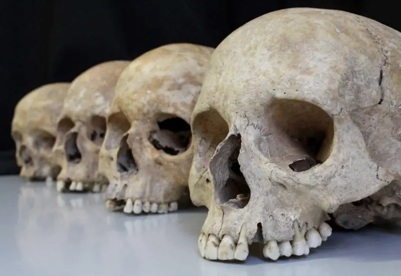 Una colección de varios cráneos fósiles del género Homo que fueron analizados en una investigación sobre la evolución del cerebro humano.