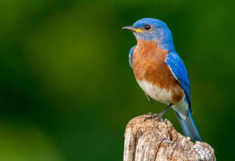 Un estudio científico revela 'explosiones' de cambios en la evolución de las aves a lo largo de 45 millones de años gracias a la inteligencia artificial.